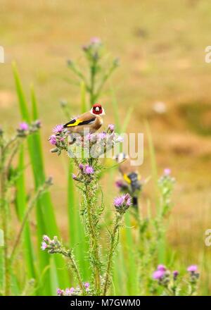 Paire de Goldfinch européen (Carduelis carduelis) perchée sur la nourriture du chardon et regardant la caméra. Banque D'Images