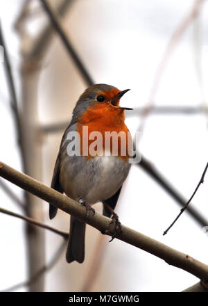 Européen Robin (erithacus rubecula) à côté, chantant et appelant tout en perchée sur une branche. Banque D'Images