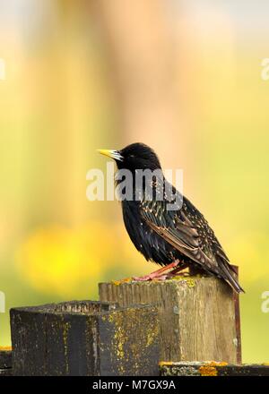 Etourneau sansonnet (Sturnus vulgaris) perché sur un poteau. Réserve Naturelle Elmley, Kent. Banque D'Images