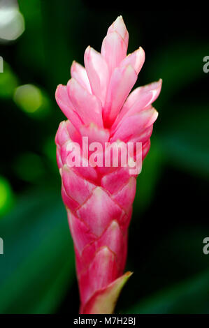 Les bractées rouges aux couleurs vives sur l'Alpinia purpurata rouge, ou le gingembre, ressemblent à la fleur, mais la fleur est la vraie petite fleur blanche sur le dessus. Banque D'Images