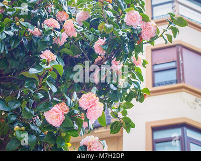 Wild rose avec des fleurs roses sur les rues de la ville Banque D'Images