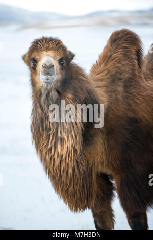 Les chameaux de Bactriane marcher dans un paysage hivernal de la Mongolie du Nord Banque D'Images