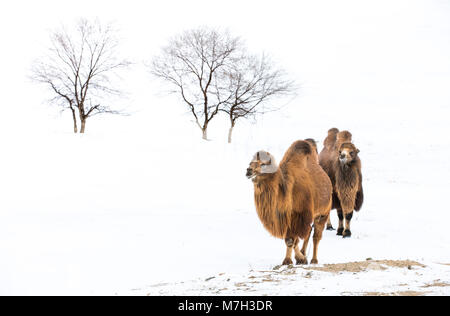 Les chameaux de Bactriane marcher dans un paysage hivernal de la Mongolie du Nord Banque D'Images