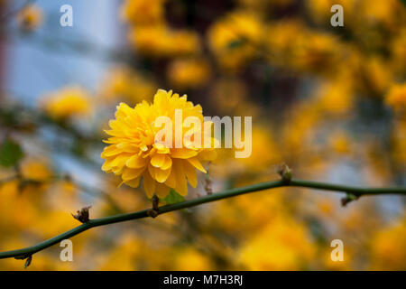 Une brindille de vexille japonica en fleurs ; yellow spring Banque D'Images