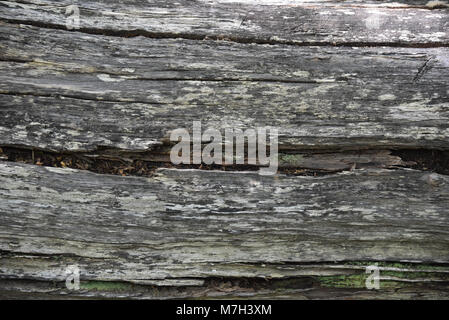 L'écorce des arbres plage détails dans le Vallée Ascencio, Parc National Torres del Paine, Patagonie, Chili Banque D'Images