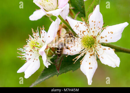 Fleurs d'abeille pollinise close-up. Les nitrates de l'abeille du nectar et du pollen. L'abeille pollinise les plantes. Banque D'Images