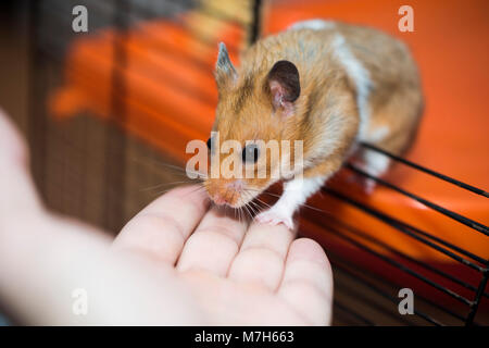 Hamster pour échapper à la cage, il ne soucient de conséquences. Il veux juste être libre. Il a juste envie de retourner dans le désert. Banque D'Images