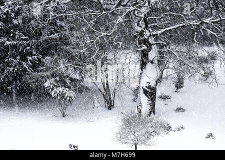 Scène de la neige, un arbre et arbustes et bushhes derrière sont couvertes de neige, d'épaisseur de neige au sol et flocons de neige tombent, photographie noir et blanc Banque D'Images