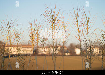 Détail de roseau commun au début de la matinée avec l'arrière-plan de campagne Banque D'Images