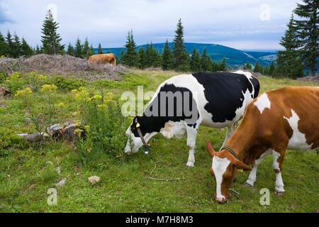 Vaches qui paissent sur les montagnes de Karkonosze, une clairière Banque D'Images