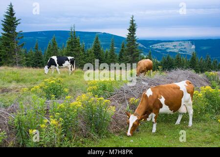 Vaches qui paissent sur les montagnes de Karkonosze, une clairière Banque D'Images