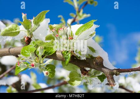 La floraison pomme fruit branches couvertes de neige au printemps Banque D'Images