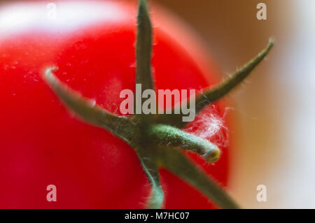 Tomates mûres fraîches sur fond noir, macro photo Banque D'Images