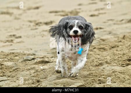 Cavachon s'exécutant sur la plage Banque D'Images