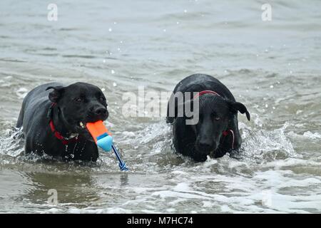 Deux gros chiens noirs jouer à dog beach Banque D'Images