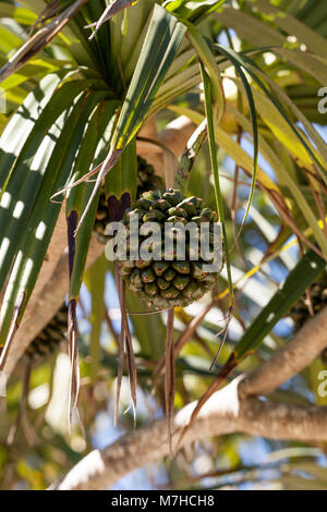 Pandanus utilis fruits pin vis pousse sur un arbre dans le sud-est de la Floride mais peuvent également être trouvés à Madagascar Banque D'Images