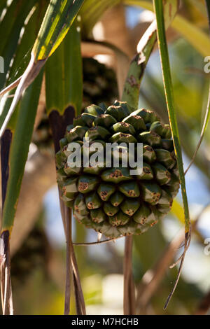 Pandanus utilis fruits pin vis pousse sur un arbre dans le sud-est de la Floride mais peuvent également être trouvés à Madagascar Banque D'Images