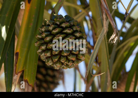 Pandanus utilis fruits pin vis pousse sur un arbre dans le sud-est de la Floride mais peuvent également être trouvés à Madagascar Banque D'Images