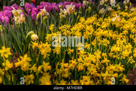 Beau terrain de jonquilles jaune. La floraison des jonquilles Banque D'Images