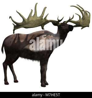 Megaloceros giganteus sur fond blanc. Banque D'Images