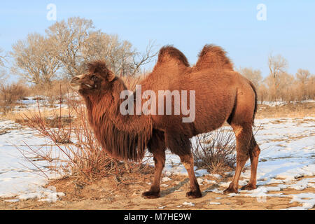 Chameau de Bactriane à deux bosses dans le Xinjiang, Chine (Camelus bactrianus) Banque D'Images