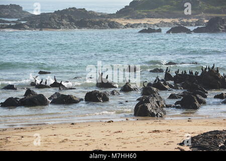 Troupeau d'oiseaux sur les rochers à la plage, petits cormorans noirs au bord de la mer, temps chaud, Australie Banque D'Images