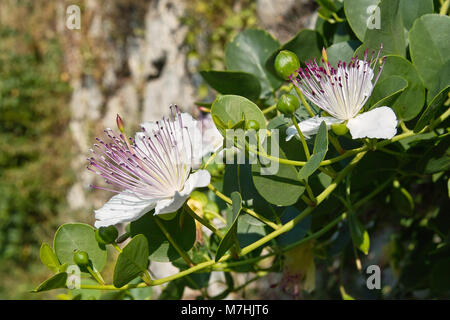 Fleurs et bourgeons de caper plant, Capparis spinosa, Capparaceae Banque D'Images