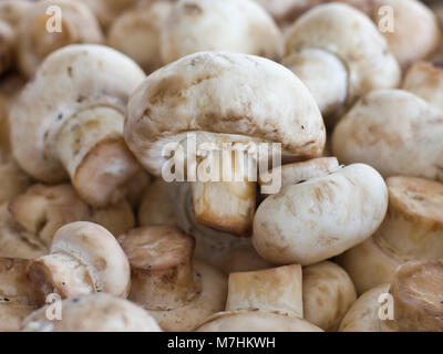 Champignons crus épluchés champignon close-up. Selective focus Banque D'Images