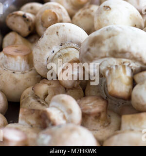 Champignons crus épluchés champignon close-up. Selective focus Banque D'Images