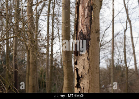 Frêne mature maladie souffrance et le dépérissement avec écorce commence à peler du tronc d'un jeune 17m grand arbre Banque D'Images