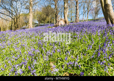 Printemps dans le jardin près de jacinthes Emmetts Ide Hill, Sevenoaks, Kent. Banque D'Images