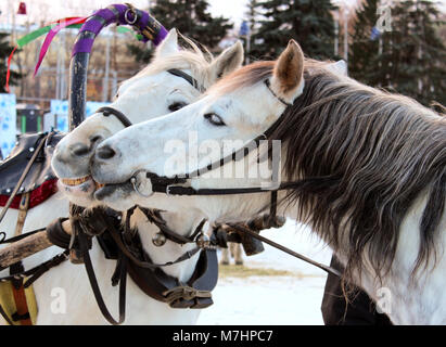 Deux chevaux blancs baiser. Banque D'Images