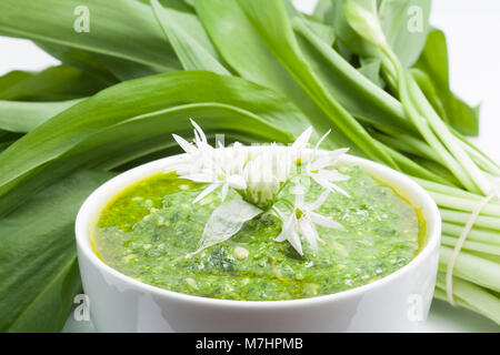 L'ail des ours Allium ursinum--utilisé pour faire le pesto et décorées avec des fleurs d'ail sauvage. Sur un fond blanc-Dorset England UK GO Banque D'Images