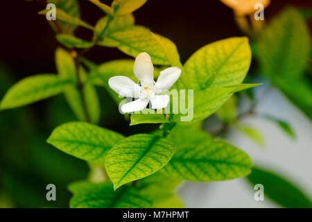 La Gardenia jasminoides blomming blanc fleur seule avec des feuilles vertes Banque D'Images