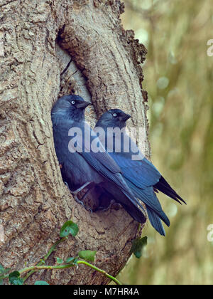Corvus monedula choucas une paire au site de nidification au début du printemps Banque D'Images