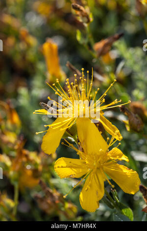 St John's Wort, Äkta johannesört (Hypericum perforatum) Banque D'Images