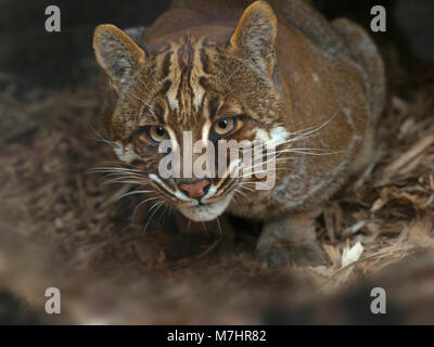 Portrait d'un chat asiatique doré Catopuma temminckii Banque D'Images