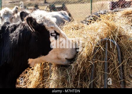 Vache mange le foin. L'élevage du bétail sur la ferme familiale. Détail de la tête de vache. L'agriculture biologique Banque D'Images