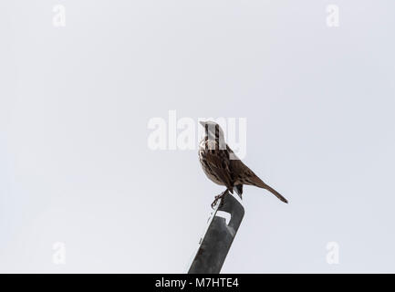Un supericiosus Oriturus Sparrow (rayé) perché sur un métal post Banque D'Images