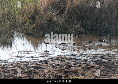 Ibis à face blanche Plegadis chihi (nourriture) en fin d'après-midi Banque D'Images