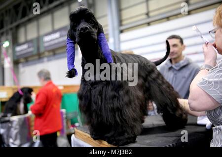 Birmingham, UK. 11 mars 2018. Jet, un 18 mois vieux Cocker Américain porte des bandages de protection sur ses oreilles alors qu'elle attend son tour d'être jugé sur la dernière journée de Crufts 2018. Crédit : Jon Freeman/Alamy Live News Banque D'Images