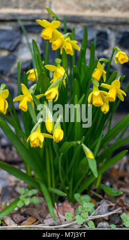 Cambridgeshire, Royaume-Uni. 11 mars, 2018. Les jonquilles venant à la fleur le 11 mars que le ressort s'approche dans le Cambridgeshire, Royaume-Uni Crédit : Jason Marsh/Alamy Live News Banque D'Images