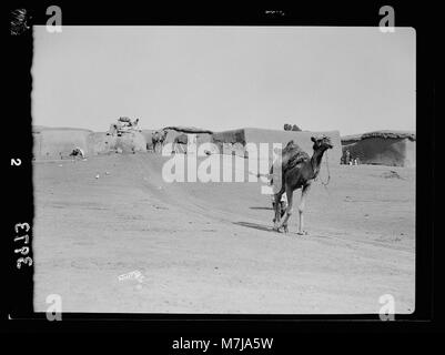 Photographie d'un chameau et d'une vache travaillant ensemble pour puiser de l'eau dans un puits profond dans la région de Shafelah. Cela reflète les méthodes traditionnelles d'extraction de l'eau utilisées dans les régions rurales du moyen-Orient. Banque D'Images