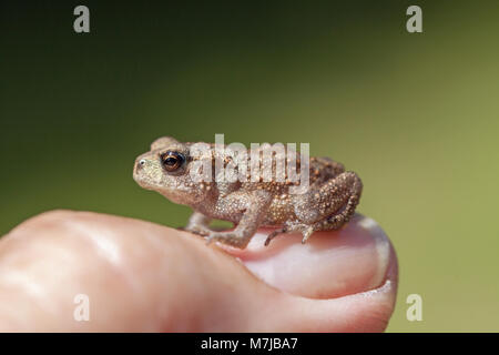 Crapaud commun Bufo bufo. Les jeunes récemment métamorphosées toadlet, assis sur un ongle du pouce de l'homme. L'un des nombreux marcher sur une pelouse après avoir quitté son début de li Banque D'Images