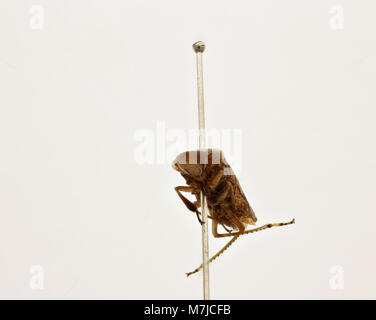 Une image de Tettigonia ichthyocephala, une espèce de katydid, mettant en évidence ses caractéristiques distinctives. Connu pour sa grande taille et sa couleur verte éclatante, il fait partie de la famille des insectes Tettigoniidae. Banque D'Images