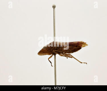 Cette image représente Tettigonia ichthyocephala, une espèce de katydid, représentée dans son habitat naturel. Connu pour ses caractéristiques distinctives, cet insecte appartient à la famille des Tettigoniidae et se trouve souvent dans les prairies et les forêts. Banque D'Images