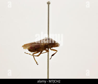 Image scientifique de Tettigonia ichthyocephala, une espèce de grillon de brousse. L'image représente les caractéristiques de l'insecte, soulignant son apparence et ses caractéristiques uniques. Banque D'Images