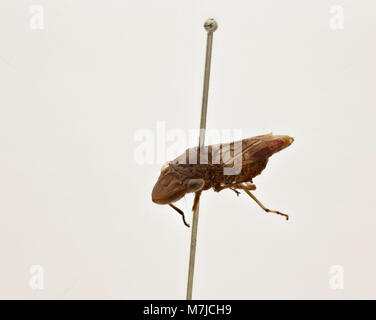 Cette image montre Tettigonia ichthyocephala, une espèce de grillon de brousse, communément appelé la grande sauterelle verte. Il est identifié par sa grande taille et son corps vert qui camouflage bien avec la végétation. Banque D'Images