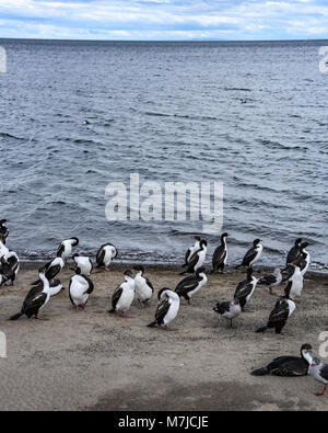 Troupeaux de cormorans et mouettes sur la plage à Punta Arenas, Chili Banque D'Images