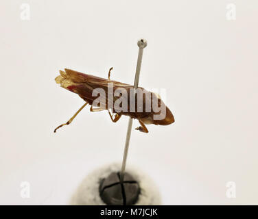 Tettigonia ichthyocephala est une espèce de cricket de brousse, connue pour sa grande taille et ses caractéristiques distinctives, que l'on trouve dans diverses parties de l'Europe. Il est noté pour sa couleur verte vibrante et son corps long et élancé. Banque D'Images